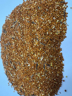 Продам просо красное