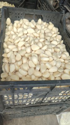 Продаю чеснок собственного урожая