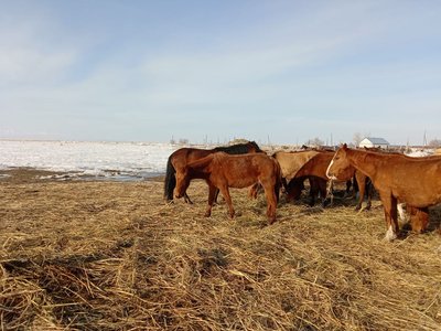 Продам лошадей 10 голов