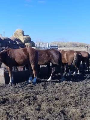 Продам тайчиков оптом