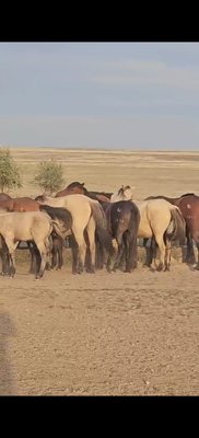 Үйір жылқы сатылады