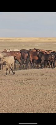 Үйір жылқы сатылады