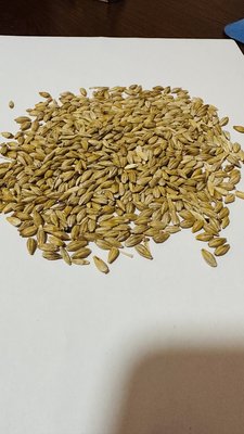 Ячмень Прерия