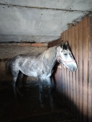 Продам орловского жеребца