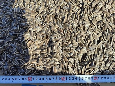 Подсолнечник