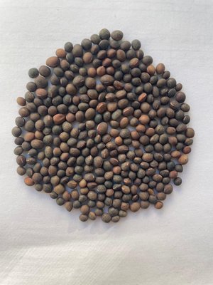 Вика посевная