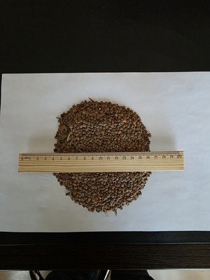 Продам красную чечевицу