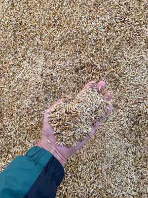 Продам сено