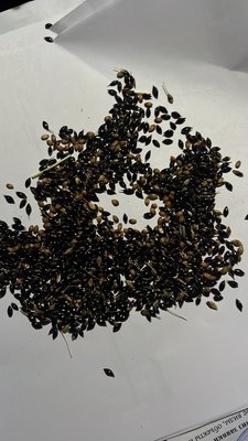 Суданская трава (Продаем семена кормовых культур)