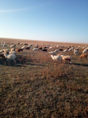 Ұрғашы тоқтыдар сатылады