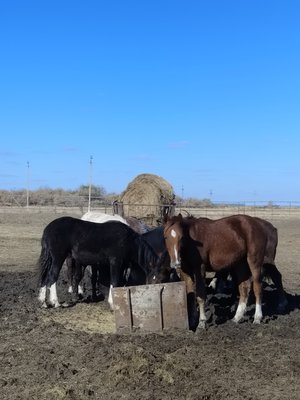 Продам тайчиков оптом